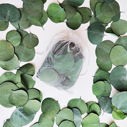 300 Pcs Dried Eucalyptus Leaves Decor