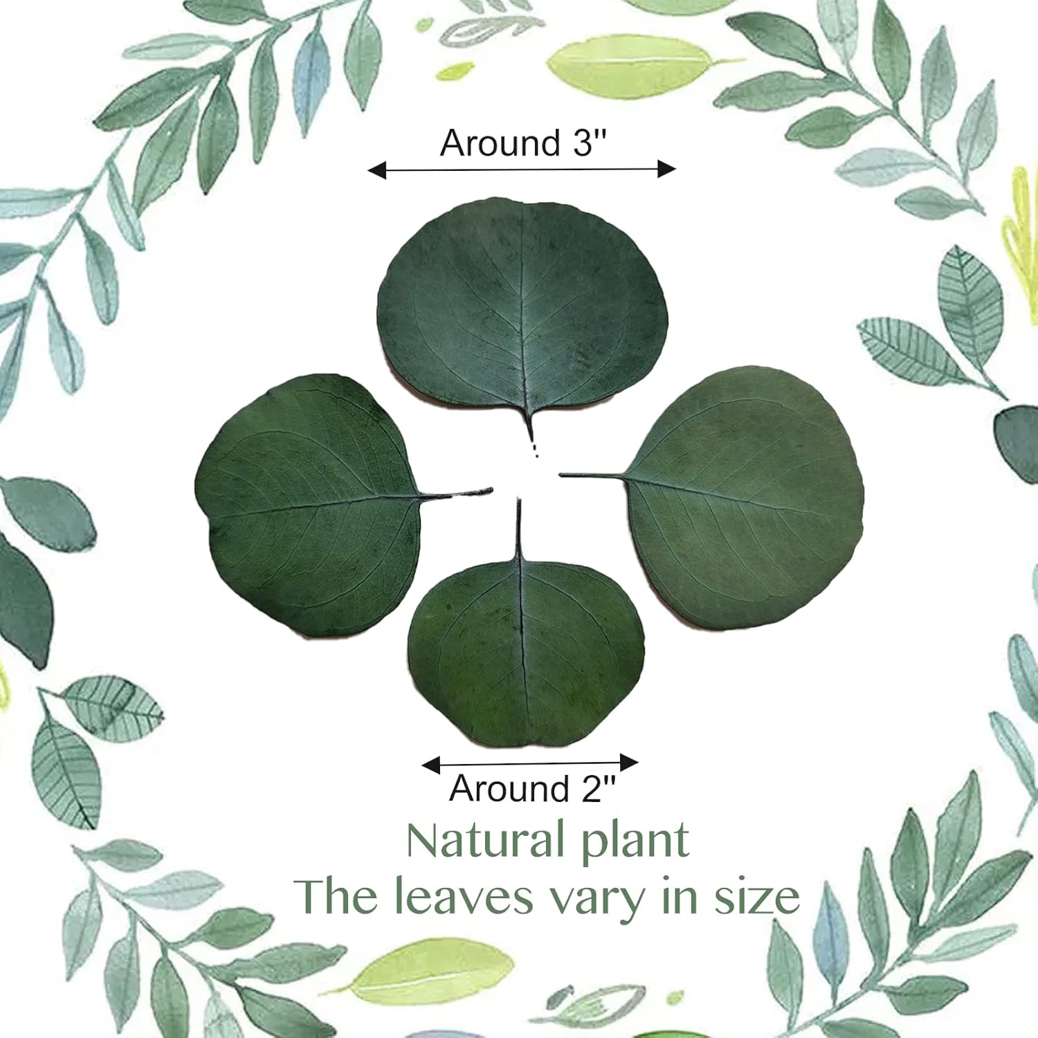 300 Pcs Dried Eucalyptus Leaves Decor